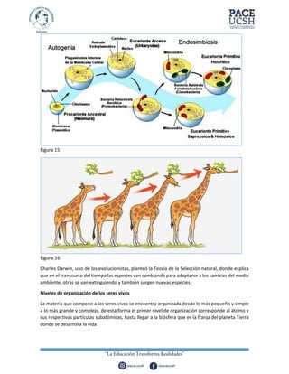 Figura 15
Figura:16
Charles Darwin, uno de los evolucionistas, planteó la Teoría de la Selección natural, donde explica
que en el transcurso del tiempo las especies van cambiando para adaptarse a los cambios del medio
ambiente, otras se van extinguiendo y también surgen nuevas especies.
Niveles de organización de los seres vivos
La materia que compone a los seres vivos se encuentra organizada desde lo más pequeño y simple
a lo más grande y complejo, de esta forma el primer nivel de organización corresponde al átomo y
sus respectivas partículas subatómicas, hasta llegar a la biósfera que es la franja del planeta Tierra
donde se desarrolla la vida
 