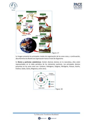 Figura: 17
La imagen presenta los principales niveles de organización de los seres vivos, a continuación,
describiremos los Niveles de organización hasta el nivel de Organismo
1: Átomo y partículas subatómicas: Existen diversos átomos en la naturaleza, ellos están
representados en la tabla periódica de los elementos químicos. Los principales átomos
presentes en los seres vivos son: Carbono, Hidrógeno, Oxígeno, Nitrógeno, Potasio, Azufre,
Fósforo, Sodio, Calcio, Magnesio, entre otros.
Figura: 18
 