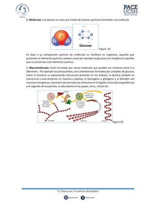 2. Moléculas: Los átomos se unen por medio de enlaces químicos formando una molécula.
Figura: 19
En base a su composición química las moléculas se clasifican en orgánicas, aquellas que
presentan el elemento químico carbono como por ejemplo la glucosa y en inorgánicas aquellas
que no presentan este elemento químico.
3. Macromoléculas: Están formadas por varias moléculas que pueden ser similares entre sí o
diferentes. Por ejemplo los polisacáridos, son carbohidratos formados por unidades de glucosa,
como la Celulosa un polisacárido estructural presente en los árboles, la Quitina también es
estructural y está presente en insectos y plantas, el Glucógeno o glicógeno y el Almidón son
reservas energéticas, el primero de animales (se almacena en el hígado y músculos esqueléticos)
y el segundo de las plantas, es abundante en las papas, arroz, choclo etc.
Figura:20
 