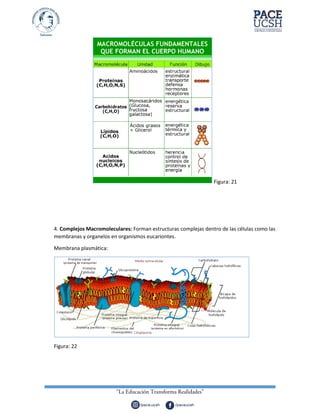 Figura: 21
4. Complejos Macromoleculares: Forman estructuras complejas dentro de las células como las
membranas y organelos en organismos eucariontes.
Membrana plasmática:
Figura: 22
 