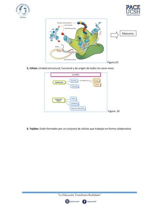 Figura:23
5. Célula: Unidad estructural, funcional y de origen de todos los seres vivos
Figura: 24
6. Tejidos: Están formados por un conjunto de células que trabajan en forma colaborativa
Ribosoma
 