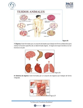 Figura 25
7. Órganos: Están formados por un conjunto de tejidos que trabajan de forma colaborativa para
realizan la función específica de un determinado órgano. El órgano de mayor tamaño en el ser
humano es la piel.
Figura 26
8. Sistemas de órganos: Están formados por un conjunto de órganos que trabajan de forma
integrada.
Figura 27
 