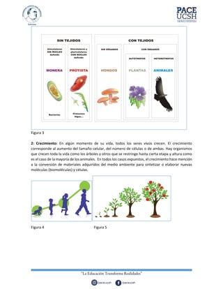 Figura 3
2: Crecimiento: En algún momento de su vida, todos los seres vivos crecen. El crecimiento
corresponde al aumento del tamaño celular, del número de células o de ambas. Hay organismos
que crecen toda la vida como los árboles y otros que se restringe hasta cierta etapa y altura como
es el caso de la mayoría de los animales. En todos los casos expuestos, el crecimiento hace mención
a la conversión de materiales adquiridos del medio ambiente para sintetizar o elaborar nuevas
moléculas (biomoléculas) y células.
Figura 4 Figura 5
 