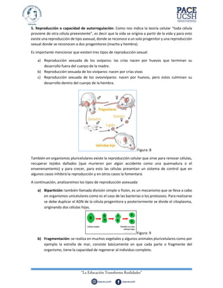 5. Reproducción o capacidad de autorregulación: Como nos indica la teoría celular “toda célula
proviene de otra célula preexistente”, es decir que la vida se origina a partir de la vida y para esto
existe una reproducción de tipo asexual, donde se reconoce a un solo progenitor y una reproducción
sexual donde se reconocen a dos progenitores (macho y hembra).
Es importante mencionar que existen tres tipos de reproducción sexual:
a) Reproducción sexuada de los ovíparos: las crías nacen por huevos que terminan su
desarrollo fuera del cuerpo de la madre.
b) Reproducción sexuada de los vivíparos: nacen por crías vivas
c) Reproducción sexuada de los ovovivíparos: nacen por huevos, pero estos culminan su
desarrollo dentro del cuerpo de la hembra.
Figura: 8
También en organismos pluricelulares existe la reproducción celular que sirve para renovar células,
recuperar tejidos dañados (que murieron por algún accidente como una quemadura o el
envenenamiento) y para crecer, para esto las células presentan un sistema de control que en
algunos casos inhibirá la reproducción y en otros casos la fomentará.
A continuación, analizaremos los tipos de reproducción asexuada:
a) Bipartición: también llamada división simple o fisión, es un mecanismo que se lleva a cabo
en organismos unicelulares como es el caso de las bacterias o los protozoos. Para realizarse
se debe duplicar el ADN de la célula progenitora y posteriormente se divide el citoplasma,
originando dos células hijas.
Figura: 9
b) Fragmentación: se realiza en muchos vegetales y algunos animales pluricelulares como por
ejemplo la estrella de mar, consiste básicamente en que cada parte o fragmente del
organismo, tiene la capacidad de regenerar al individuo completo.
 