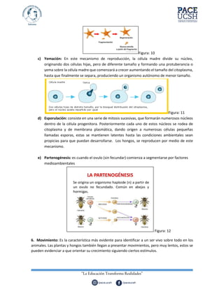 Figura: 10
c) Yemación: En este mecanismo de reproducción, la célula madre divide su núcleo,
originando dos células hijas, pero de diferente tamaño y formando una protuberancia o
yema sobre la célula madre que comenzará a crecer aumentando el tamaño del citoplasma,
hasta que finalmente se separa, produciendo un organismo autónomo de menor tamaño.
Figura: 11
d) Esporulación: consiste en una serie de mitosis sucesivas, que formarán numerosos núcleos
dentro de la célula progenitora. Posteriormente cada uno de estos núcleos se rodea de
citoplasma y de membrana plasmática, dando origen a numerosas células pequeñas
llamadas esporas, estas se mantienen latentes hasta las condiciones ambientales sean
propicias para que puedan desarrollarse. Los hongos, se reproducen por medio de este
mecanismo.
e) Partenogénesis: es cuando el ovulo (sin fecundar) comienza a segmentarse por factores
medioambientales
Figura: 12
6. Movimiento: Es la característica más evidente para identificar a un ser vivo sobre todo en los
animales. Las plantas y hongos también llegan a presentar movimientos, pero muy lentos, estos se
pueden evidenciar a que orientar su crecimiento siguiendo ciertos estímulos.
 