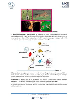 Figura:13
7. Señalización química y diferenciación: Se presenta en mayor frecuencia en los organismos
pluricelulares, debido a que sus diversas células necesitan de señales químicas que permiten su
comunicación con otras células, esto conlleva a la diferenciación celular, es decir, que cada célula
adquiera una forma determinada para realizar una función específica.
Figura: 14
8. Homeostasis: Corresponde al proceso a través del cual el organismo mantiene en equilibrio su
medio interno, es decir, mantiene dentro de ciertos rangos diversas variables fisiológicas como por
ejemplo la temperatura corporal, la presión sanguínea, entre otras,
9. Evolución: Es la capacidad de los seres vivos para adquirir características que nos permitan
adaptarnos a los cambios que manifiesta el medio ambiente y así poder sobrevivir.
La Teoría Endosimbiotica, plantea que la célula Eucarionte se originó a partir de la evolución de una
célula procarionte.
 