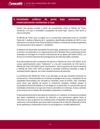 11
Existen tres grupos creados a partir de cruzamientos entre el Híbrido de Timor,
resistente a la roya y variedades susceptibles de porte bajo: Caturra, Villa Sarchí y
Caturra Amarillo.
El Hibrido de Timor tuvo su origen en un cruzamiento espontaneo entre la variedad
Típica de C. arabica y Robusta de C. canephora, identificada alrededor de 1917 en una
plantación en la isla de Timor Oriental (Océano Índico). La fuente de resistencia genética
a la roya proviene de la especie C. canephora.
El objetivo fue desarrollar variedades de porte bajo, productivas y resistentes a la roya
al concluir una selección en 5 o 6 generaciones (25 a 30 años). Dos cruzamientos fueron
realizados en Portugal en el Centro Internacional de las Royas del Cafeto (CIFC) y un
tercero en el Centro Nacional de Investigaciones de Café (Cenicafé), Colombia.
A las descendencias del cruzamiento de Caturra e Híbrido de Timor CIFC 832/1 se les
conoce genéricamente como “Catimores” y a las del cruzamiento de Villa Sarchí e
Híbrido de Timor CIFC 832/2 como “Sarchimores”. Del cruzamiento de Caturra Amarillo
e Híbrido de Timor CIFC 1343 se originó la variedad multilínea Colombia y luego la
variedad Castillo regional, con ciclos complementarios de selección.
La resistencia del Híbrido de Timor y sus derivados es de tipo completa (vertical), en
consecuencia, menos duradera en el tiempo al patógeno de la roya, a excepción de las
variedades desarrolladas por Cenicafé en Colombia, como la Castillo, Tabi, Colombia,
entre otras, que además de poseer la resistencia completa, también poseen la
incompleta (horizontal) debido a la estrategia en su desarrollo, la cual permite que las
variedades resistentes a la roya sean menos vulnerables en el tiempo. A estas, también
se les conoce con el nombre de variedades compuestas o multilíneas.
El aprovechamiento de los dos tipos de resistencia a H. vastatrix, la resistencia completa
que opera impidiendo el proceso de infección y que permanece vigente hasta el
momento en que se generan las combinaciones compatibles del patógeno capaces de
vulnerarla, y la incompleta, que actúa sobre el proceso de la infección dilatando el inicio
de las epidemias y reduciendo la tasa a la cual progresan y el daño (defoliación).
5. Variedades arábicas de porte bajo resistentes o
moderadamente resistentes a roya
 