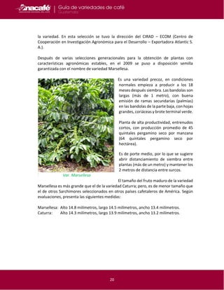 20
la variedad. En esta selección se tuvo la dirección del CIRAD – ECOM (Centro de
Cooperación en Investigación Agronómica para el Desarrollo – Exportadora Atlantic S.
A.).
Después de varias selecciones generacionales para la obtención de plantas con
características agronómicas estables, en el 2009 se puso a disposición semilla
garantizada con el nombre de variedad Marsellesa.
Es una variedad precoz, en condiciones
normales empieza a producir a los 18
meses después siembra. Las bandolas son
largas (más de 1 metro), con buena
emisión de ramas secundarias (palmías)
en las bandolas de la parte baja, con hojas
grandes, coriáceas y brote terminal verde.
Planta de alta productividad, entrenudos
cortos, con producción promedio de 45
quintales pergamino seco por manzana
(64 quintales pergamino seco por
hectárea).
Es de porte medio, por lo que se sugiere
abrir distanciamiento de siembra entre
plantas (más de un metro) y mantener los
2 metros de distancia entre surcos.
El tamaño del fruto maduro de la variedad
Marsellesa es más grande que el de la variedad Caturra; pero, es de menor tamaño que
el de otros Sarchimores seleccionados en otros países cafetaleros de América. Según
evaluaciones, presenta las siguientes medidas:
Marsellesa: Alto 14.8 milímetros, largo 14.5 milímetros, ancho 13.4 milímetros.
Caturra: Alto 14.3 milímetros, largo 13.9 milímetros, ancho 13.2 milímetros.
Var. Marsellesa
 