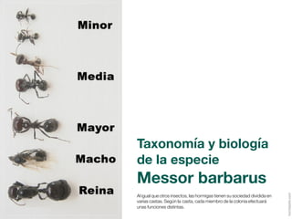 Guía-Messor-barbarus.pdf