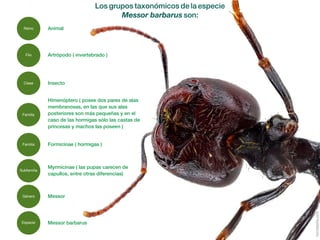 Guía-Messor-barbarus.pdf