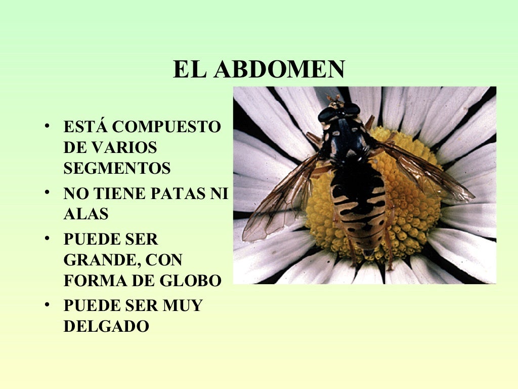 Taxonomia De Los Insectos