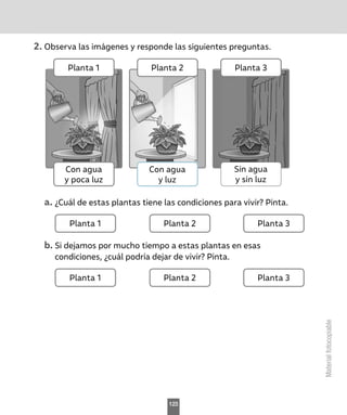 Material
fotocopiable
2.	Observa las imágenes y responde las siguientes preguntas.
Planta 1
Con agua
y poca luz
Planta 2
Con agua
y luz
Planta 3
Sin agua
y sin luz
a.	¿Cuál de estas plantas tiene las condiciones para vivir? Pinta.
Planta 1 Planta 3
Planta 2
b.	Si dejamos por mucho tiempo a estas plantas en esas
condiciones, ¿cuál podría dejar de vivir? Pinta.
Planta 1 Planta 3
Planta 2
123
 