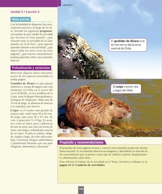 Unidad 3 • Lección 5
Ideas previas
Con la finalidad de despertar los cono-
cimientos previos a lo largo de la cla-
se, formule las siguientes preguntas:
¿recuerdan de qué trataba la actividad
que hicimos la clase pasada?, ¿qué
relación tiene la actividad de la clase
pasada con la de hoy?, ¿qué esperan
aprender durante esta actividad?, ¿qué
saben sobre los seres vivos de estas
páginas?, ¿qué nuevos conocimientos
podrían aprender sobre estos animales
nativos?
Profundización y variaciones
Mencione algunos datos relevantes
acerca de las especies mostradas en
ambas página.
Gruñidor de Álvaro: es una especie
endémica y escasa de lagarto que está
solamente en Chile en el sector del
Cerro El Roble, en la Cordillera de la
Costa, entre la Región Metropolitana y
la Región de Valparaíso. Mide más de
10 cm de largo, se alimenta de insectos
y se reproduce por huevos.
Coipo: es el roedor más grande de
nuestro país, mide unos 40 a 60 cms.
de largo, más unos 30 a 45 cms. de
cola, y pesa entre 5 y 9 kgs. Es acuá-
tico como el castor, pero a diferencia
de éste no tiene una cola con forma de
remo, sino larga y redondeada como la
de un ratón. Su pelo es sedoso, delga-
do, tupido y largo, de color café-acane-
lado. Construye refugios subterráneos
y plataformas flotantes que usa para
refugiarse, alimentarse y descansar.
El propósito de estas páginas mostrar y conocer otros animales propios de nuestra
fauna nacional. Se recomienda observar sus imágenes y describirlos en función de
los conocimientos que ya poseen, como tipo de cubierta corporal, desplazamien-
to, alimentación, entre otros.
Para reforzar el trabajo de la actividad en el Texto, invítelos a trabajar en la
página 44 del Cuaderno de actividades.
Propósito y recomendaciones
140
 