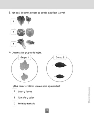 Material
fotocopiable
3.	¿En cuál de estos grupos se puede clasificar la uva?
4.	Observa los grupos de hojas.
¿Qué características usaron para agruparlas?
Color y forma
Tamaño y color
Forma y tamaño
A
B
C
Grupo 1 Grupo 2
A
B
C
183
 