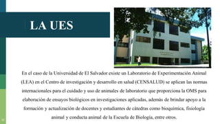 LA UES
22
En el caso de la Universidad de El Salvador existe un Laboratorio de Experimentación Animal
(LEA) en el Centro de investigación y desarrollo en salud (CENSALUD) se aplican las normas
internacionales para el cuidado y uso de animales de laboratorio que proporciona la OMS para
elaboración de ensayos biológicos en investigaciones aplicadas, además de brindar apoyo a la
formación y actualización de docentes y estudiantes de cátedras como bioquímica, fisiología
animal y conducta animal de la Escuela de Biología, entre otros.
 