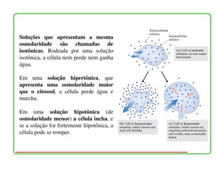 Soluções que apresentam a mesma
osmolaridade são chamadas de
isotônicas. Rodeada por uma solução
isotônica, a célula nem perde nem ganha
água.

Em uma solução hipertônica, que
apresenta uma osmolaridade maior
que o citossol, a célula perde água e
murcha.

Em uma solução hipotônica (de
osmolaridade menor) a célula incha, e
se a solução for fortemente hipotônica, a
célula pode se romper.



                                            14
 