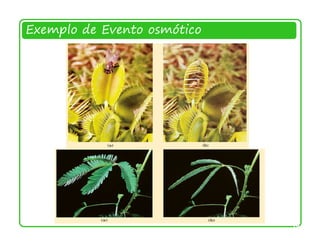 Exemplo de Evento osmótico




                             14
 