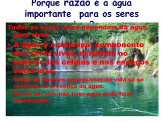 Porque razão é a água
importante para os seres
vivos?Todos os seres vivos dependem da água
para viver:
• A água é o principal componente
dos seres vivos, existindo no
interior das células e nos espaços
entre elas.
• Todas as funções necessárias da vida só se
realizam na presença da água.
• Se um ser vivo não tiver água pode ficar
desidratado.
 