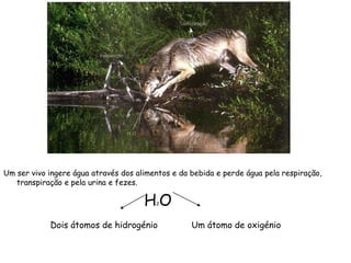 Um ser vivo ingere água através dos alimentos e da bebida e perde água pela respiração,
transpiração e pela urina e fezes.
H2O
Dois átomos de hidrogénio Um átomo de oxigénio
 