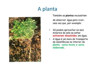 A planta
Também as plantas necessitam
de absorver água para viver,
uma vez que, por exemplo:
• Só podem aproveitar os sais
minerais do solo se estes
estiverem dissolvidos em água.
• A água é um meio de transporte
de substâncias no interior da
planta -seiva bruta e seiva
elaborada.
 