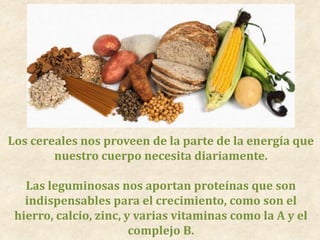 Los cereales nos proveen de la parte de la energía que
nuestro cuerpo necesita diariamente.
Las leguminosas nos aportan proteínas que son
indispensables para el crecimiento, como son el
hierro, calcio, zinc, y varias vitaminas como la A y el
complejo B.
 