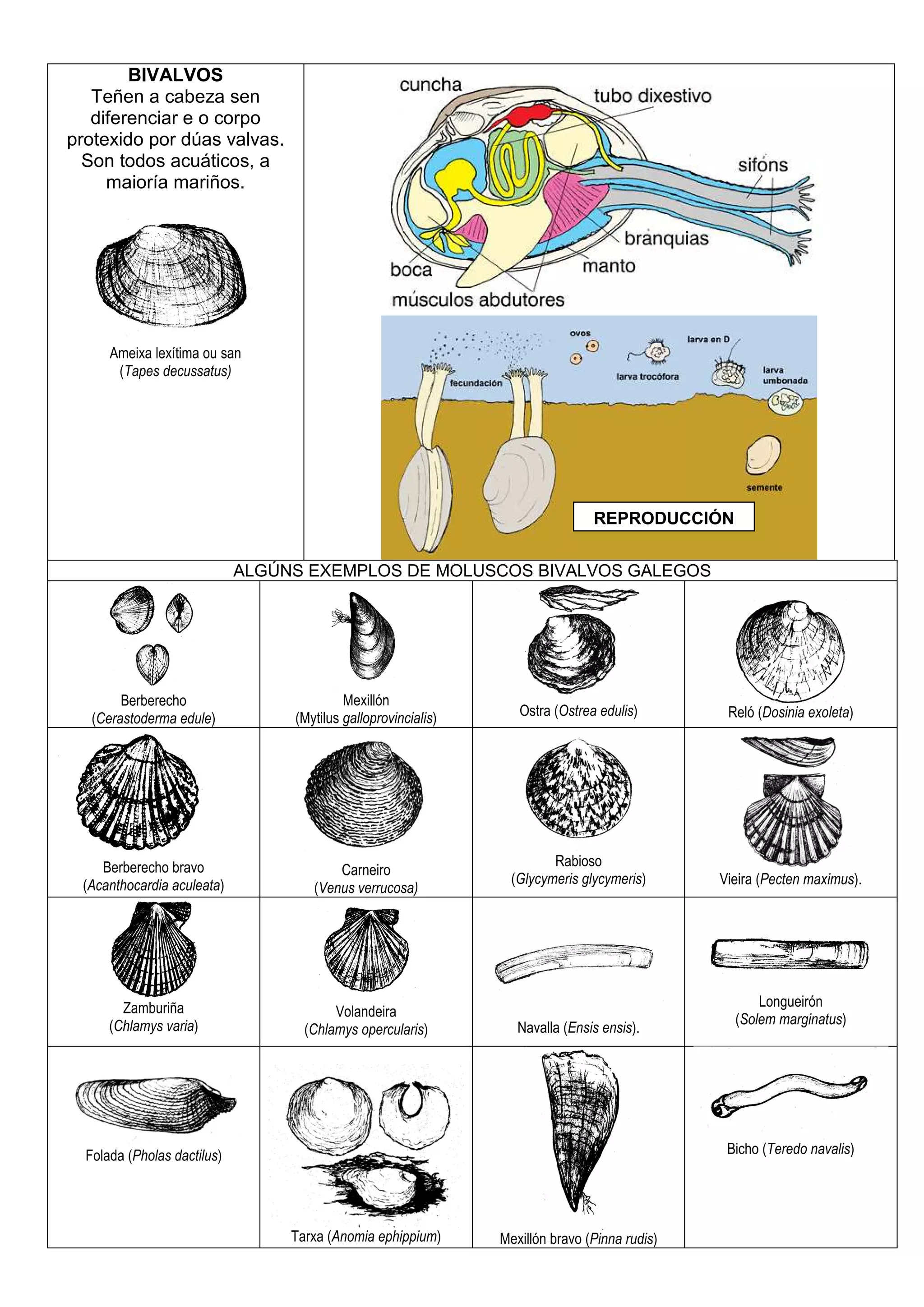 Guía animais (moluscos) | PDF