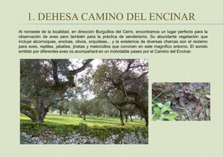 1. DEHESA CAMINO DEL ENCINAR
Al noroeste de la localidad, en dirección Burguillos del Cerro, encontramos un lugar perfecto para la
observación de aves pero también para la práctica de senderismo. Su abundante vegetación que
incluye alcornoques, encinas, olivos, orquídeas... y la existencia de diversas charcas son el reclamo
para aves, reptiles, jabalíes, jinetas y meloncillos que conviven en este magnífico entorno. El sonido
emitido por diferentes aves os acompañará en un inolvidable paseo por el Camino del Encinar.
 