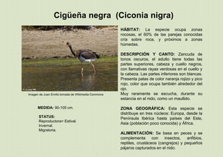 Imagen de Juan Emilio tomada de Wikimedia Commons
MEDIDA: 90-105 cm.
STATUS:
Reproductora= Estival.
Invernal.
Migratoria.
HÁBITAT: La especie ocupa zonas
rocosas, el 60% de las parejas conocidas
cría sobre roca, y próximos a zonas
húmedas.
DESCRIPCIÓN Y CANTO: Zancuda de
tonos oscuros, el adulto tiene todas las
partes superiores, cabeza y cuello negros,
con llamativas rayas verdosas en el cuello y
la cabeza. Las partes inferiores son blancas.
Presenta patas de color naranja rojizo y pico
rojo, color que ocupa también alrededor del
ojo.
Muy raramente se escucha, durante su
estancia en el nido, como un maullido.
ZONA GEOGRÁFICA: Esta especie se
distribuye en tres núcleos: Europa, desde la
Península Ibérica hasta países del Este,
Asia (población poco conocida) y África.
ALIMENTACIÓN: Se basa en peces y se
complementa con insectos, anfibios,
reptiles, crustáceos (cangrejos) y pequeños
pájaros capturados en el nido.
Cigüeña negra (Ciconia nigra)
 