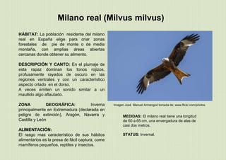 Milano real (Milvus milvus)
MEDIDAS: El milano real tiene una longitud
de 60 a 65 cm, una envergadura de alas de
casi dos metros.
STATUS: Invernal.
HÁBITAT: La población residente del milano
real en España elige para criar zonas
forestales de pie de monte o de media
montaña, con amplias áreas abiertas
cercanas donde obtener su alimento.
DESCRIPCIÓN Y CANTO: En el plumaje de
esta rapaz dominan los tonos rojizos,
profusamente rayados de oscuro en las
regiones ventrales y con un característico
aspecto orlado en el dorso.
A veces emiten un sonido similar a un
maullido algo aflautado.
ZONA GEOGRÁFICA: Inverna
principalmente en Extremadura (declarada en
peligro de extinción), Aragón, Navarra y
Castilla y León
ALIMENTACIÓN:
El rasgo mas característico de sus hábitos
alimentarios es la presa de fácil captura, come
mamíferos pequeños, reptiles y insectos.
Imagen José Manuel Armengod tomada de: www.flickr.com/photos
 