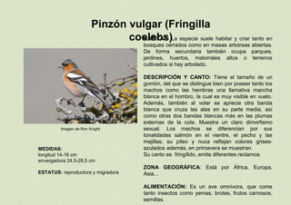 Pinzón vulgar (Fringilla
coelebs)
MEDIDAS:
longitud 14-16 cm
envergadura 24,5-28,5 cm
ESTATUS: reproductora y migradora
HÁBITAT: La especie suele habitar y criar tanto en
bosques cerrados como en masas arbóreas abiertas.
De forma secundaria también ocupa parques,
jardines, huertos, matorrales altos o terrenos
cultivados si hay arbolado.
DESCRIPCIÓN Y CANTO: Tiene el tamaño de un
gorrión, del que se distingue bien por poseer tanto los
machos como las hembras una llamativa mancha
blanca en el hombro, la cual es muy visible en vuelo.
Además, también al volar se aprecia otra banda
blanca que cruza las alas en su parte media, así
como otras dos bandas blancas más en las plumas
externas de la cola. Muestra un claro dimorfismo
sexual. Los machos se diferencian por sus
tonalidades salmón en el vientre, el pecho y las
mejillas; su píleo y nuca reflejan colores grises-
azulados además, en primavera se muestran.
Su canto es fringílido, emite diferentes reclamos.
ZONA GEOGRÁFICA: Está por África, Europa,
Asia...
ALIMENTACIÓN: Es un ave omnívora, que come
tanto insectos como yemas, brotes, frutos carnosos,
semillas.
Imagen de Ron Knight
 