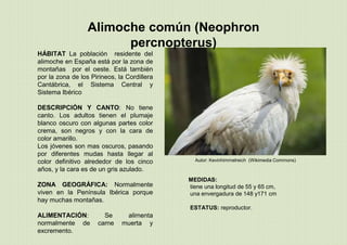 Alimoche común (Neophron
percnopterus)
MEDIDAS:
tiene una longitud de 55 y 65 cm,
una envergadura de 148 y171 cm
ESTATUS: reproductor.
Autor: Kevinhimmelreich (Wikimedia Commons)
HÁBITAT La población residente del
alimoche en España está por la zona de
montañas por el oeste. Está también
por la zona de los Pirineos, la Cordillera
Cantábrica, el Sistema Central y
Sistema Ibérico
DESCRIPCIÓN Y CANTO: No tiene
canto. Los adultos tienen el plumaje
blanco oscuro con algunas partes color
crema, son negros y con la cara de
color amarillo.
Los jóvenes son mas oscuros, pasando
por diferentes mudas hasta llegar al
color definitivo alrededor de los cinco
años, y la cara es de un gris azulado.
ZONA GEOGRÁFICA: Normalmente
viven en la Península Ibérica porque
hay muchas montañas.
ALIMENTACIÓN: Se alimenta
normalmente de carne muerta y
excremento.
 
