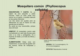 Mosquitero común (Phylloscopus
collybita)
MEDIDA: 10-11 cm de longitud y 15-
21 cm de envergadura
ESTATUS: Reproductora. Invernal
DESCRIPCIÓN Y CANTO: Es un
pájaro de pico pequeño y patas
oscuras. Tiene un color verde muy
oscuro en el pecho y puntitos blancos
en las partes inferiores.
Los dos sexos son iguales pero se
diferencian en que el macho es más
grande que la hembra.
Su canto es muy reconocible, porque
dice chif-chaf.
HÁBITAT: El mosquitero común está
normalmente en casi toda Europa para
criar a su crías y protegerlas. Va a
invernar al medio y al norte de África y
a España.
ALIMENTACIÓN: Estas aves son
insectívoros, lo que mas les gustan son
los huevos, larvas de mariposas y
polilla.
Imagen de Aleph tomada de Wikimedia
Commons
 