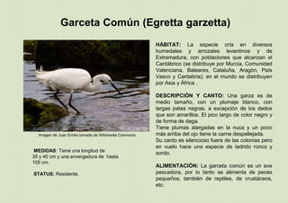 Garceta Común (Egretta garzetta)
MEDIDAS: Tiene una longitud de
35 y 40 cm y una envergadura de hasta
105 cm.
STATUS: Residente.
HÁBITAT: La especie cría en diversos
humedales y arrozales levantinos y de
Extremadura, con poblaciones que alcanzan el
Cantábrico (se distribuye por Murcia, Comunidad
Valenciana, Baleares, Cataluña, Aragón, País
Vasco y Cantabria); en el mundo se distribuyen
por Asia y África .
DESCRIPCIÓN Y CANTO: Una garza es de
medio tamaño, con un plumaje blanco, con
largas patas negras, a excepción de los dedos
que son amarillos. El pico largo de color negro y
de forma de daga.
Tiene plumas alargadas en la nuca y un poco
más arriba del ojo tiene la carne despellejada.
Su canto es silencioso fuera de las colonias pero
en vuelo hace una especie de ladrido ronco y
sordo.
ALIMENTACIÓN: La garceta común es un ave
pescadora, por lo tanto se alimenta de peces
pequeños, también de reptiles, de crustáceos,
etc.
Imagen de Juan Emilio tomada de Wikimedia Commons
 