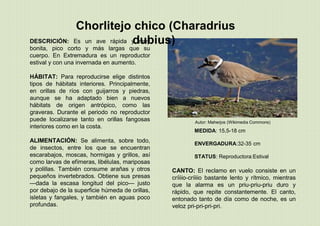 Chorlitejo chico (Charadrius
dubius)
MEDIDA: 15,5-18 cm
ENVERGADURA:32-35 cm
STATUS: Reproductora:Estival
DESCRICIÓN: Es un ave rápida y muy
bonita, pico corto y más largas que su
cuerpo. En Extremadura es un reproductor
estival y con una invernada en aumento.
HÁBITAT: Para reproducirse elige distintos
tipos de hábitats interiores. Principalmente,
en orillas de ríos con guijarros y piedras,
aunque se ha adaptado bien a nuevos
hábitats de origen antrópico, como las
graveras. Durante el periodo no reproductor
puede localizarse tanto en orillas fangosas
interiores como en la costa.
ALIMENTACIÓN: Se alimenta, sobre todo,
de insectos, entre los que se encuentran
escarabajos, moscas, hormigas y grillos, así
como larvas de efímeras, libélulas, mariposas
y polillas. También consume arañas y otros
pequeños invertebrados. Obtiene sus presas
—dada la escasa longitud del pico— justo
por debajo de la superficie húmeda de orillas,
isletas y fangales, y también en aguas poco
profundas.
CANTO: El reclamo en vuelo consiste en un
críiiio-críiiio bastante lento y rítmico, mientras
que la alarma es un priu-priu-priu duro y
rápido, que repite constantemente. El canto,
entonado tanto de día como de noche, es un
veloz pri-pri-pri-pri.
Autor: Maherjos (Wikimedia Commons)
 