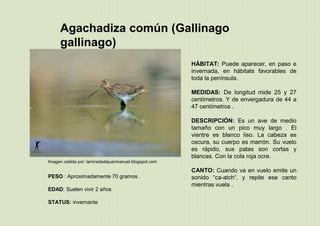 Agachadiza común (Gallinago
gallinago)
PESO : Aproximadamente 70 gramos .
EDAD: Suelen vivir 2 años
STATUS: invernante
HÁBITAT: Puede aparecer, en paso e
invernada, en hábitats favorables de
toda la península.
MEDIDAS: De longitud mide 25 y 27
centímetros. Y de envergadura de 44 a
47 centímetros .
DESCRIPCIÓN: Es un ave de medio
tamaño con un pico muy largo . El
vientre es blanco liso. La cabeza es
oscura, su cuerpo es marrón. Su vuelo
es rápido, sus patas son cortas y
blancas. Con la cola roja ocre.
CANTO: Cuando va en vuelo emite un
sonido “ca-atch“, y repite ese canto
mientras vuela .
Imagen cedida por: lamiradadejuanmanuel.blogspot.com
 