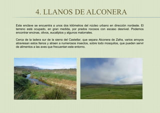 4. LLANOS DE ALCONERA
Este enclave se encuentra a unos dos kilómetros del núcleo urbano en dirección nordeste. El
terreno está ocupado, en gran medida, por prados rocosos con escaso desnivel. Podemos
encontrar encinas, olivos, eucaliptos y algunos matorrales.
Cerca de la ladera sur de la sierra del Castellar, que separa Alconera de Zafra, varios arroyos
atraviesan estos llanos y atraen a numerosos insectos, sobre todo mosquitos, que pueden servir
de alimentos a las aves que frecuentan este entorno.
 
