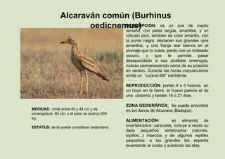 Alcaraván común (Burhinus
oedicnemus)
MEDIDAS:: mide entre 40 y 44 cm y de
envergadura 80 cm. y el peso se acerca 500
kg.
ESTATUS: se le puede considerar sedentaria.
DESCRIPCIÓN: es un ave de medio
tamaño, con patas largas, amarillas, y un
robusto pico, también de color amarillo, con
la punta negra. destacan sus grandes ojos
amarillos, y una franja alar blanca en el
plumaje que lo cubre, pardo con un moteado
oscuro, y que le permite pasar
desapercibido a sus posibles enemigos,
incluso permaneciendo cerca de su posición
en verano. Durante las horas crepusculares
emite un ΅cura-lo-lililí” estridente.
REPRODUCCIÓN: ponen 4 o 5 huevos en
un hoyo en la tierra, el huevo parece el de
una codorniz y tardan 16 o 27 días.
ZONA GEOGRÁFICA: Se puede encontrar
en los llanos de Alconera (Badajoz).
ALIMENTACIÓN: se alimenta de
invertebrados: caracoles, incluye a veces su
dieta pequeños vertebrados (ratones,
topillos...) insectos y de algunos reptiles
pequeños; a los grandes los espanta
levantando el cuello y subiendo las alas.
 