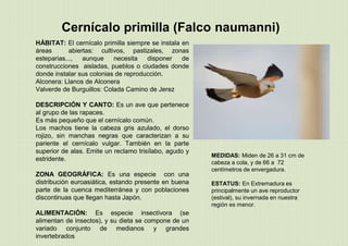 Cernícalo primilla (Falco naumanni)
MEDIDAS: Miden de 26 a 31 cm de
cabeza a cola, y de 66 a 72
centímetros de envergadura.
ESTATUS: En Extremadura es
principalmente un ave reproductor
(estival), su invernada en nuestra
región es menor.
HÁBITAT: El cernícalo primilla siempre se instala en
áreas abiertas: cultivos, pastizales, zonas
esteparias..., aunque necesita disponer de
construcciones aisladas, pueblos o ciudades donde
donde instalar sus colonias de reproducción.
Alconera: Llanos de Alconera
Valverde de Burguillos: Colada Camino de Jerez
DESCRIPCIÓN Y CANTO: Es un ave que pertenece
al grupo de las rapaces.
Es más pequeño que el cernícalo común.
Los machos tiene la cabeza gris azulado, el dorso
rojizo, sin manchas negras que caracterizan a su
pariente el cernícalo vulgar. También en la parte
superior de alas. Emite un reclamo trisílabo, agudo y
estridente.
ZONA GEOGRÁFICA: Es una especie con una
distribución euroasiática, estando presente en buena
parte de la cuenca mediterránea y con poblaciones
discontinuas que llegan hasta Japón.
ALIMENTACIÓN: Es especie insectívora (se
alimentan de insectos), y su dieta se compone de un
variado conjunto de medianos y grandes
invertebrados
 