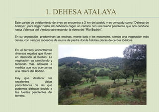 1. DEHESA ATALAYA
Este paraje de avistamiento de aves se encuentra a 2 km del pueblo y es conocido como “Dehesa de
Atalaya”, para llegar hasta allí debemos coger un camino con una fuerte pendiente que nos conduce
hasta Valencia del Ventoso atravesando la ribera del “Río Bodión”.
En su vegetación predominan las encinas, monte bajo y los matorrales, siendo una vegetación más
densa, con campos rodeados de muros de piedra donde habitan piaras de cerdos ibéricos.
En el terreno encontramos
diversos regatos que fluyen
en dirección al Bodión. La
vegetación va cambiando y
teniendo más arboleda a
medida que nos acercamos
a la Ribera del Bodión.
Hay que destacar las
excelentes vistas
panorámicas de las que
podemos disfrutar debido a
las fuertes pendientes del
terreno.
 