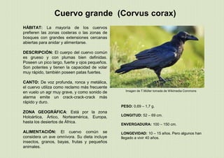 Cuervo grande (Corvus corax)
PESO: 0,69 – 1,7 g.
LONGITUD: 52 – 69 cm.
ENVERGADURA: 100 – 150 cm.
LONGEVIDAD: 10 – 15 años. Pero algunos han
llegado a vivir 40 años.
Imagen de T.Müller tomada de Wikimedia Commons
HÁBITAT: La mayoría de los cuervos
prefieren las zonas costeras o las zonas de
bosques con grandes extensiones cercanas
abiertas para anidar y alimentarse.
DESCRIPCIÓN: El cuerpo del cuervo común
es grueso y con plumas bien definidas.
Poseen un pico largo, fuerte y ojos pequeños.
Son potentes y tienen la capacidad de volar
muy rápido, también poseen patas fuertes.
CANTO: De voz profunda, ronca y metálica,
el cuervo utiliza como reclamo más frecuente
en vuelo un agr muy grave, y como sonido de
alarma emite un crack-crack-crack más
rápido y duro.
ZONA GEOGRÁFICA: Está por la zona
Holoártica, Ártico, Norteamérica, Europa,
hasta los desiertos de África.
ALIMENTACIÓN: El cuervo común se
considera un ave omnívora. Su dieta incluye
insectos, granos, bayas, frutas y pequeños
animales.
 
