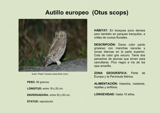 Autillo europeo (Otus scops)
PESO: 95 gramos.
LONGITUD: entre 18 y 20 cm.
ENVERGADURA: entre 52 y 63 cm.
STATUS: reproductor
HÁBITAT: En bosques poco densos
pero también en parques tranquilos, a
orillas de cursos fluviales.
DESCRIPCIÓN: Dorso color pardo
grisáceo con manchas oscuras y
zonas blancas en la parte superior.
Cola de color gris oscuro. Tiene dos
penachos de plumas que sirven para
camuflarse. Pico negro e iris de los
ojos amarillo.
ZONA GEOGRÁFICA: Parte de
Europa y la Península Ibérica.
ALIMENTACIÓN: Insectos, roedores,
reptiles y anfibios.
LONGEVIDAD: hasta 10 años.
Autor: Paolo Taranto (www.flickr.com)
 