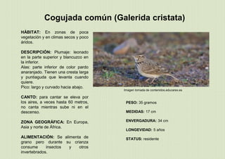 Cogujada común (Galerida cristata)
PESO: 35 gramos
MEDIDAS: 17 cm
ENVERGADURA: 34 cm
LONGEVIDAD: 5 años
STATUS: residente
Imagen tomada de contenidos.educarex.es
HÁBITAT: En zonas de poca
vegetación y en climas secos y poco
áridos.
DESCRIPCIÓN: Plumaje: leonado
en la parte superior y blancuzco en
la inferior.
Alas: parte inferior de color pardo
anaranjado. Tienen una cresta larga
y puntiaguda que levanta cuando
quiere.
Pico: largo y curvado hacia abajo.
CANTO: para cantar se eleva por
los aires, a veces hasta 60 metros,
no canta mientras sube ni en el
descenso.
ZONA GEOGRÁFICA: En Europa,
Asia y norte de África.
ALIMENTACIÓN: Se alimenta de
grano pero durante su crianza
consume insectos y otros
invertebrados.
 