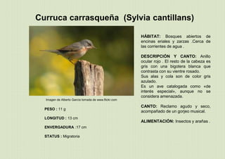 Imagen de Alberto García tomada de www.flickr.com
Curruca carrasqueña (Sylvia cantillans)
PESO : 11 g
LONGITUD : 13 cm
ENVERGADURA :17 cm
STATUS : Migratoria
HÁBITAT: Bosques abiertos de
encinas eriales y zarzas .Cerca de
las corrientes de agua .
DESCRIPCIÓN Y CANTO: Anillo
ocular rojo . El resto de la cabeza es
gris con una bigotera blanca que
contrasta con su vientre rosado.
Sus alas y cola son de color gris
azulado.
Es un ave catalogada como «de
interés especial», aunque no se
considera amenazada.
CANTO: Reclamo agudo y seco,
acompañado de un gorjeo musical.
ALIMENTACIÓN: Insectos y arañas .
 