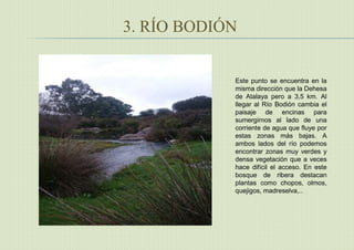 3. RÍO BODIÓN
Este punto se encuentra en la
misma dirección que la Dehesa
de Atalaya pero a 3,5 km. Al
llegar al Río Bodión cambia el
paisaje de encinas para
sumergirnos al lado de una
corriente de agua que fluye por
estas zonas más bajas. A
ambos lados del río podemos
encontrar zonas muy verdes y
densa vegetación que a veces
hace difícil el acceso. En este
bosque de ribera destacan
plantas como chopos, olmos,
quejigos, madreselva,..
 