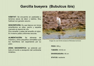 Imagen de Juan Emilio tomada de Wikimedia Commons
PESO: 350 g
TAMAÑO: 45-52 cm
ENVERGADURA: 90 cm
STATUS: residente
Garcilla bueyera (Bubulcus ibis)
HÁBITAT: Se encuentra en pastizales y
terrenos secos de labor o baldíos. Muy
habitual con ganado vacuno.
DESCRIPCIÓN: Es casi blanca con tonos
amarillentos en píleo, pecho y espalda
marcado en época de cría.
Pico amarillo y patas del amarillo al rojizo.
En invierno patas uniformes oscuras.
ALIMENTACIÓN: Se alimenta de
insectos y otros pequeños animalillos que
los mamíferos van espantando por su
paso.
ZONA GEOGRÁFICA: se extiende por
todo el mundo a excepción del continente
Antártico.
 