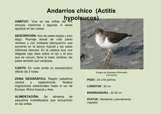 Andarríos chico (Actitis
hypoleucos)
PESO : 25 a 50 gramos
LONGITUD : 25 cm
ENVERGADURA : 32-35 cm
STATUS : Residente y parcialmente
migrador
.
HÁBITAT: Vive en las orillas del rio,
arroyos, marismas y lagunas. A veces
aparece en las costas.
DESCRIPCIÓN: Ave de patas largas y pico
largo. Plumaje dorsal de cola pardo
verdoso y con moteado blanquecino que
aumenta en la época nupcial y las patas
inferiores blancas. En la cabeza luce una
delgada ceja clara sobre el ojo y el pico
que es oscuro, tiene la base verdosa, las
patas también son verdosas.
CANTO: En vuelo emite un característico
silbido de 3 notas.
ZONA GEOGRÁFICA: Región paleártica
central y septentrional. Realiza
migraciones estacionales hasta el sur de
Europa, África tropical y Asia.
ALIMENTACIÓN: Se alimenta de
pequeños invertebrados que encuentran
en las orillas.
Imagen de Alpsdake (Wikimedia
Commons)
 