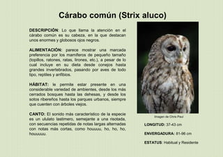 LONGITUD: 37-43 cm
ENVERGADURA: 81-96 cm
ESTATUS: Habitual y Residente
DESCRIPCIÓN: Lo que llama la atención en el
cárabo común es su cabeza, en la que destacan
unos enormes y globosos ojos negros.
ALIMENTACIÓN: parece mostrar una marcada
preferencia por los mamíferos de pequeño tamaño
(topillos, ratones, ratas, lirones, etc.), a pesar de lo
cual incluye en su dieta desde conejos hasta
grandes invertebrados, pasando por aves de todo
tipo, reptiles y anfibios.
HÁBITAT: le permite estar presente en una
considerable variedad de ambientes, desde los más
cerrados bosques hasta las dehesas, y desde los
sotos ribereños hasta los parques urbanos, siempre
que cuenten con árboles viejos.
CANTO: El sonido más característico de la especie
es un ululato lastimero, semejante a una risotada,
con secuencias repetidas de notas largas alternadas
con notas más cortas, como houuuu, ho, ho, ho,
houuuuu.
Cárabo común (Strix aluco)
Imagen de Chris Paul
 