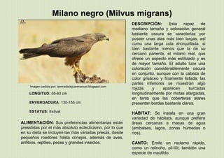 Milano negro (Milvus migrans)
LONGITUD: 55-60 cm
ENVERGADURA: 130-155 cm
ESTATUS: Estival
Imagen cedida por: lamiradadejuanmanuel.blogspot.com
DESCRIPCIÓN: Esta rapaz de
mediano tamaño y coloración general
bastante oscura se caracteriza por
poseer unas alas más bien largas, así
como una larga cola ahorquillada, si
bien bastante menos que la de su
cercano pariente, el milano real, que
ofrece un aspecto más estilizado y es
de mayor tamaño. El adulto luce una
coloración considerablemente oscura
en conjunto, aunque con la cabeza de
color grisáceo y finamente listada; las
partes inferiores se muestran algo
rojizas y aparecen surcadas
longitudinalmente por motas alargadas,
en tanto que las coberteras alares
presentan bordes bastante claros.
HÁBITAT: Se instala en una gran
variedad de hábitats, aunque prefiere
áreas cercanas a masas de agua
(embalses, lagos, zonas húmedas o
ríos).
CANTO: Emite un reclamo rápido,
como un relincho, pii-iiiii; también una
especie de maullido.
ALIMENTACIÓN: Sus preferencias alimentarias están
presididas por el más absoluto eclecticismo, por lo que
en su dieta se incluyen las más variadas presas, desde
pequeños roedores hasta conejos, además de aves,
anfibios, reptiles, peces y grandes insectos.
 