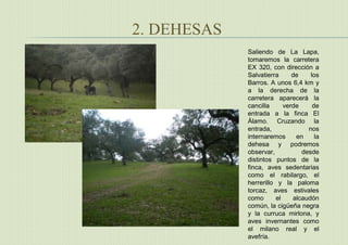 2. DEHESAS
Saliendo de La Lapa,
tomaremos la carretera
EX 320, con dirección a
Salvatierra de los
Barros. A unos 6,4 km y
a la derecha de la
carretera aparecerá la
cancilla verde de
entrada a la finca El
Álamo. Cruzando la
entrada, nos
internaremos en la
dehesa y podremos
observar, desde
distintos puntos de la
finca, aves sedentarias
como el rabilargo, el
herrerillo y la paloma
torcaz, aves estivales
como el alcaudón
común, la cigüeña negra
y la curruca mirlona, y
aves invernantes como
el milano real y el
avefría.
 