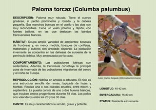 Paloma torcaz (Columba palumbus)
LONGITUD: 40-42 cm.
ENVERGADURA: 75-80 cm
STATUS: Residente e invernante
DESCRIPCIÓN: Paloma muy robusta. Tiene el cuerpo
grisáceo, el pecho prominente y rosado, y la cabeza
pequeña. Sus manchas blancas en el cuello y las alas son
muy reconocibles. Tiene un vuelo potente y rápido, con
fuertes batidos, en las que destacan las bandas
transversales blancas.
HÁBITAT: Ocupa amplia variedad de ambientes: bosques
de frondosas y, en menor medida, bosques de coníferas,
matorrales y cultivos con arbolado disperso. La población
invernante se concentra en las dehesas de suroeste de la
península ibérica. Muy amenazada por la caza.
COMPORTAMIENTO: Las poblaciones ibéricas son
sedentarias. Además, la Península constituye la principal
zona de invernada de las poblaciones migratorias del centro
y el norte de Europa.
REPRODUCCIÓN: Nidifica en árboles o arbustos. El nido es
una estructura sencilla de ramas, tapizada de hojas y
hierbas. Realiza una o dos puestas anuales, entre marzo y
septiembre. La puesta consta de uno o dos huevos blancos,
que incuban ambos progenitores durante 18 días. Los pollos
son volanderos entre los 20 y los 35 días.
CANTO: Es muy característico su arrullo, grave y potente,
Autor: Carlos Delgado (Wikimedia Commons)
 